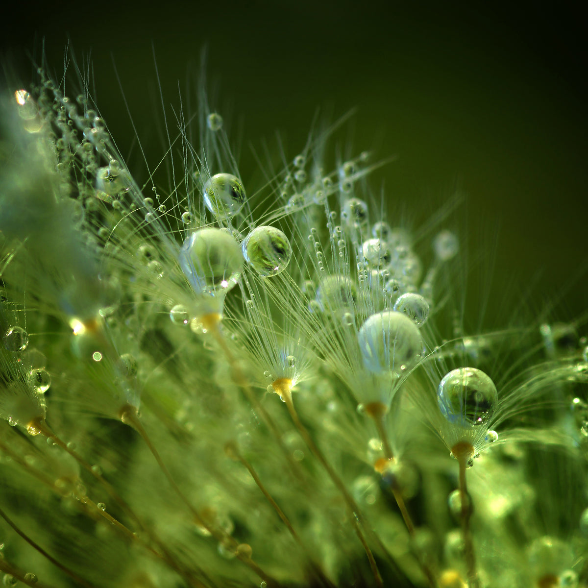 acrylic-print-morning-perls-x
