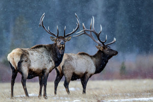 canvas-print-first-snow-xvd