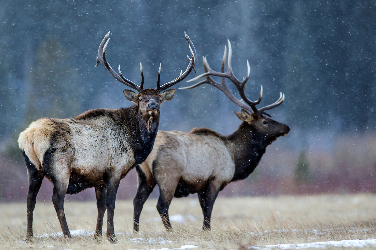 canvas-print-first-snow-xvd