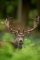 framedcanvas-print-head-shot-of-a-fallow-deer-stag-dama-dama