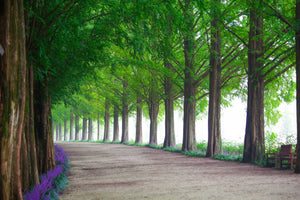 canvas-print-beautiful-tree-avenue