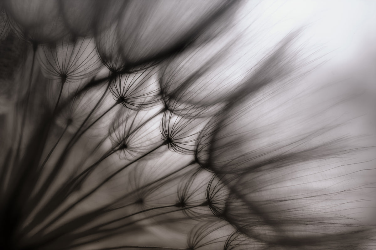 3-piece-canvas-print-dandelion-p