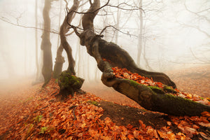 canvas-print-age-x