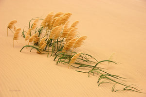 framedposter-print-pampas-grass-in-sand-dune-x