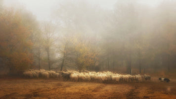 poster-print-foggy-memory-from-the-past