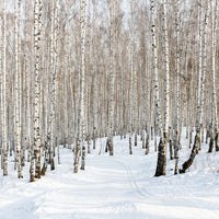 9-piece-aluminium-print-birch-forest-tracks-in-snow