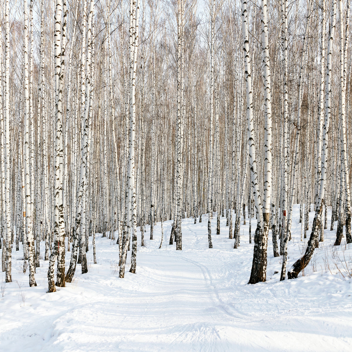 9-piece-aluminium-print-birch-forest-tracks-in-snow