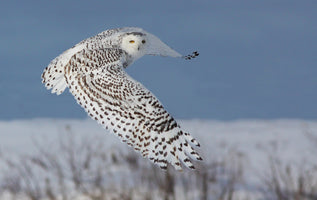 modern-3-piece-canvas-print-snowy-owl