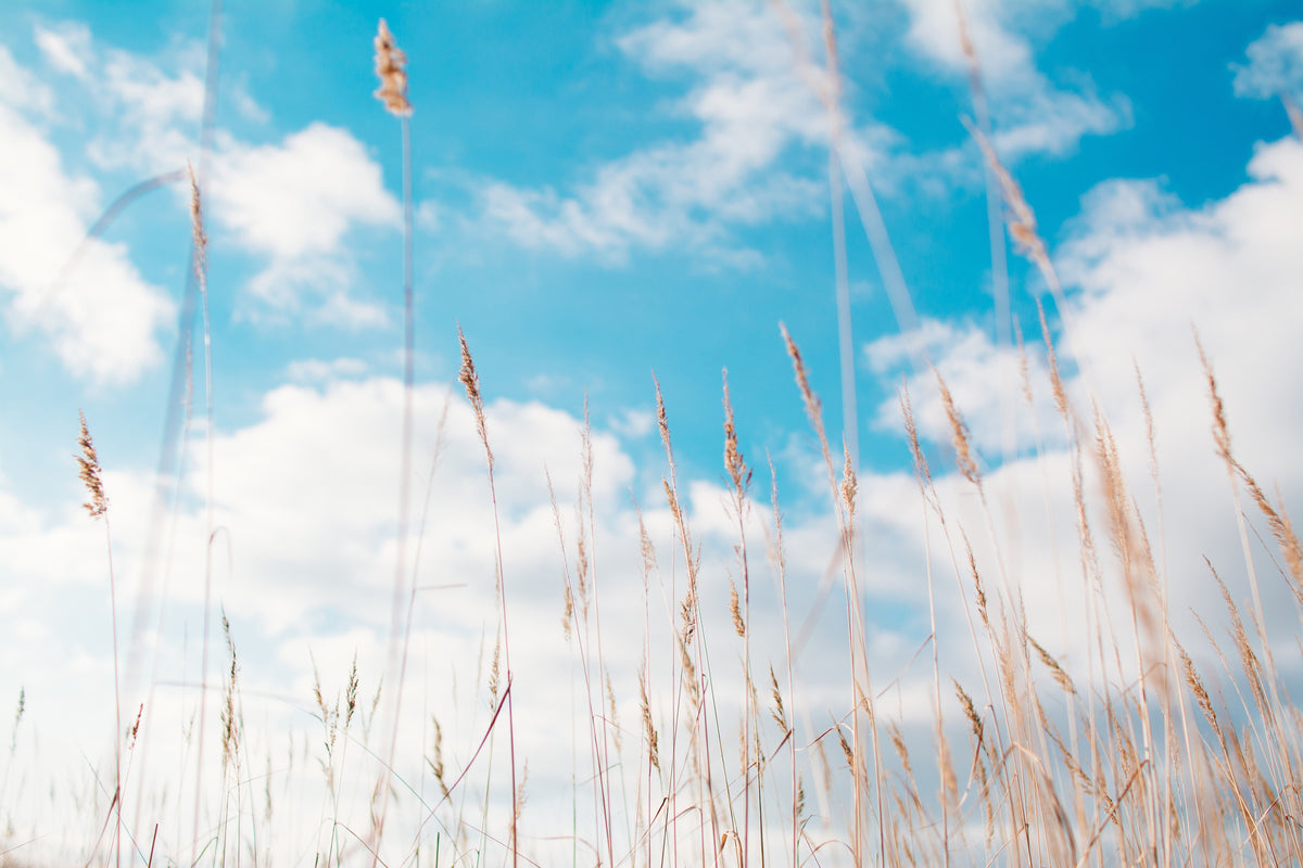 framedcanvas-print-blades-of-grass-in-the-sky