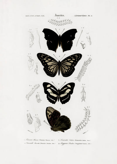 poster-print-collection-of-butterflies-01