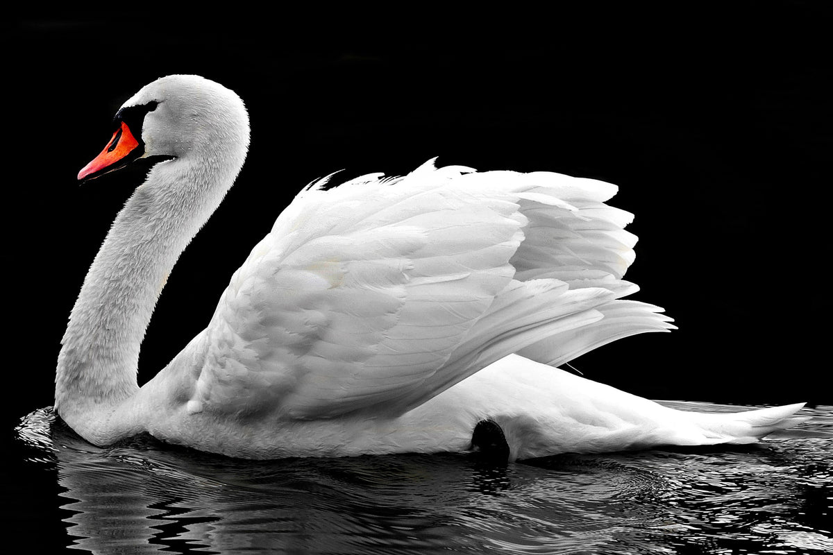 framedcanvas-print-the-graceful-swan