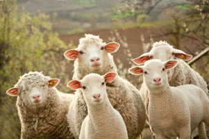 modern-3-piece-canvas-print-sheep-on-pasture