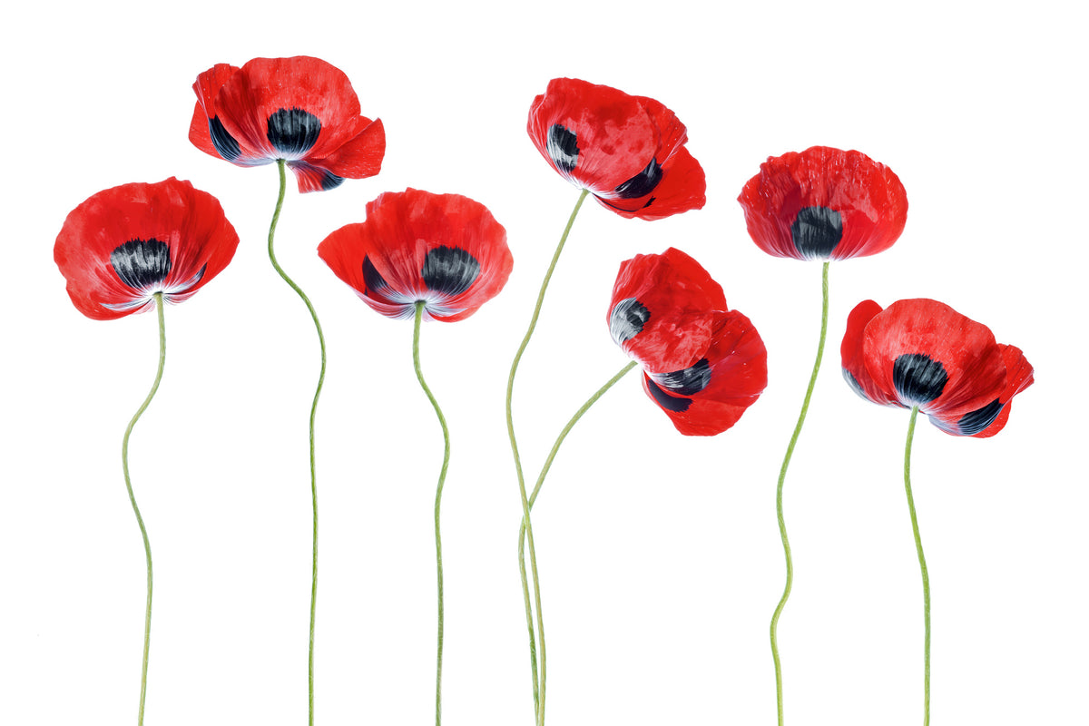 framedcanvas-print-ladybird-poppies