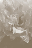 canvas-print-peony-9