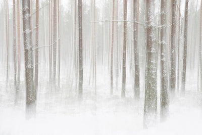 poster-print-winterforest-in-sweden-x