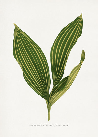 poster-print-lily-of-the-valley-leaf-illustration