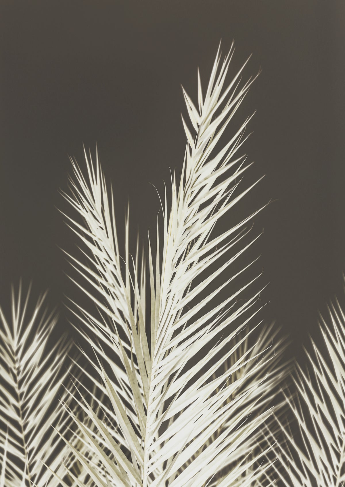 aluminium-print-luminescent-fronds
