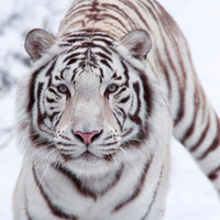 canvas-print-the-king-tiger
