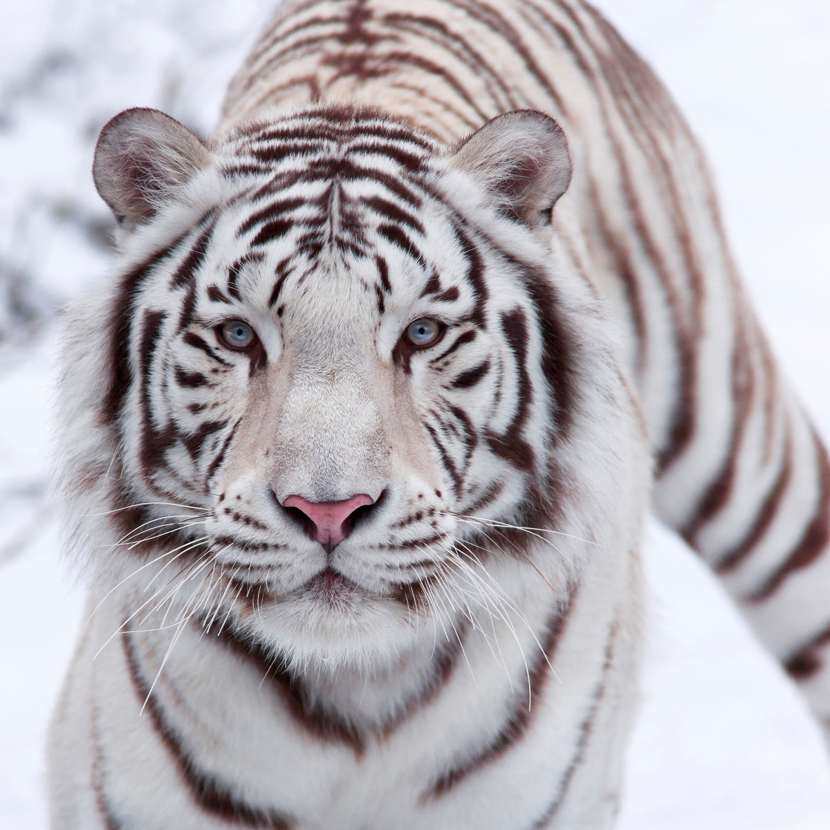 canvas-print-the-king-tiger