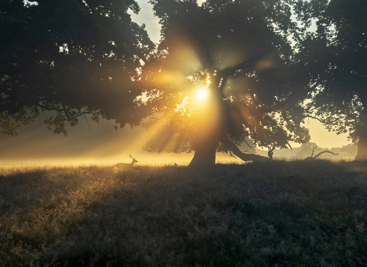 4-piece-aluminium-print-under-the-tree