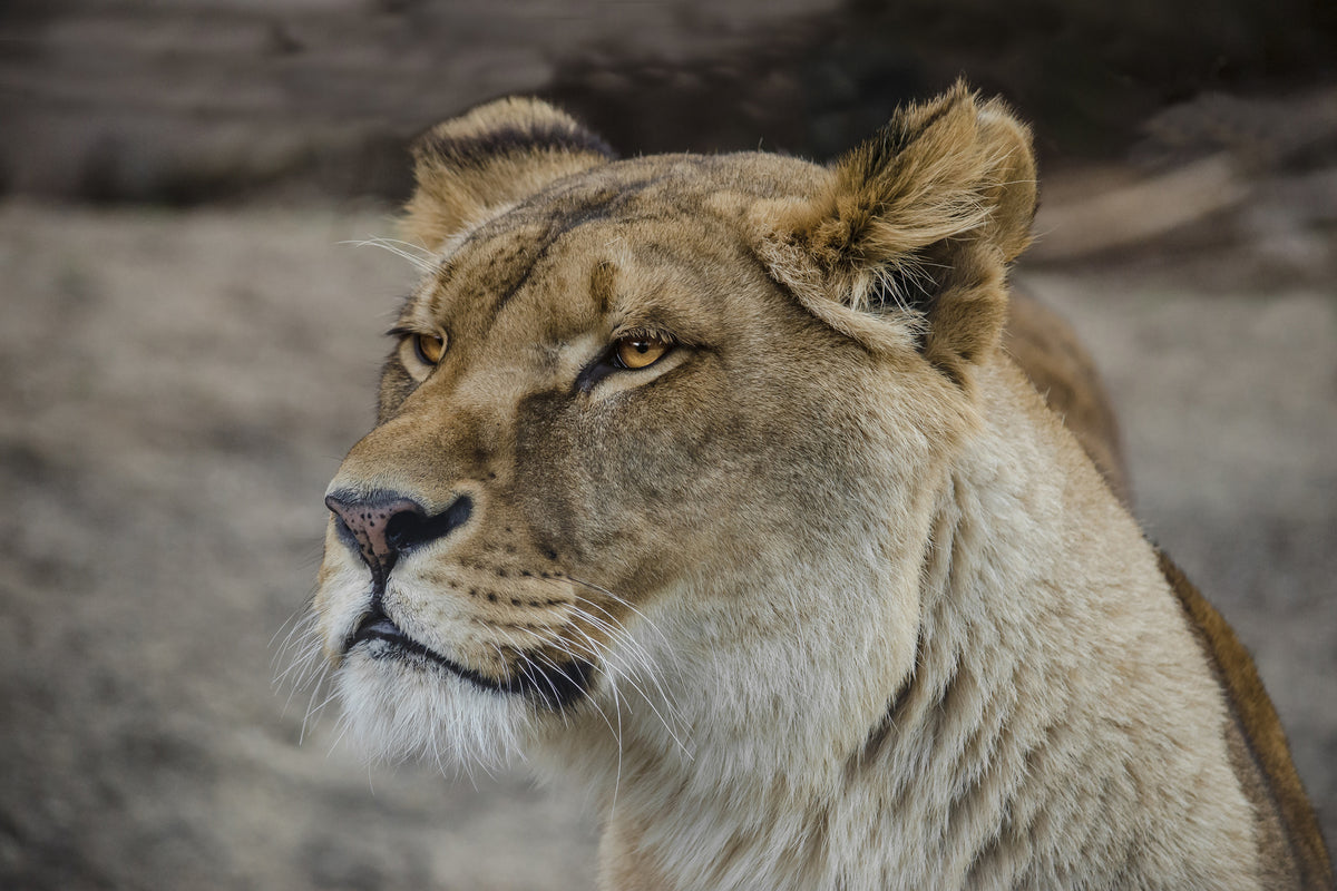 framedposter-print-head-of-a-lioness