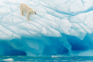 3-piece-aluminium-print-polar-bear