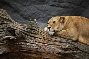 3-piece-canvas-print-dreaming-lioness
