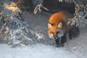 canvas-print-red-fox-xxr