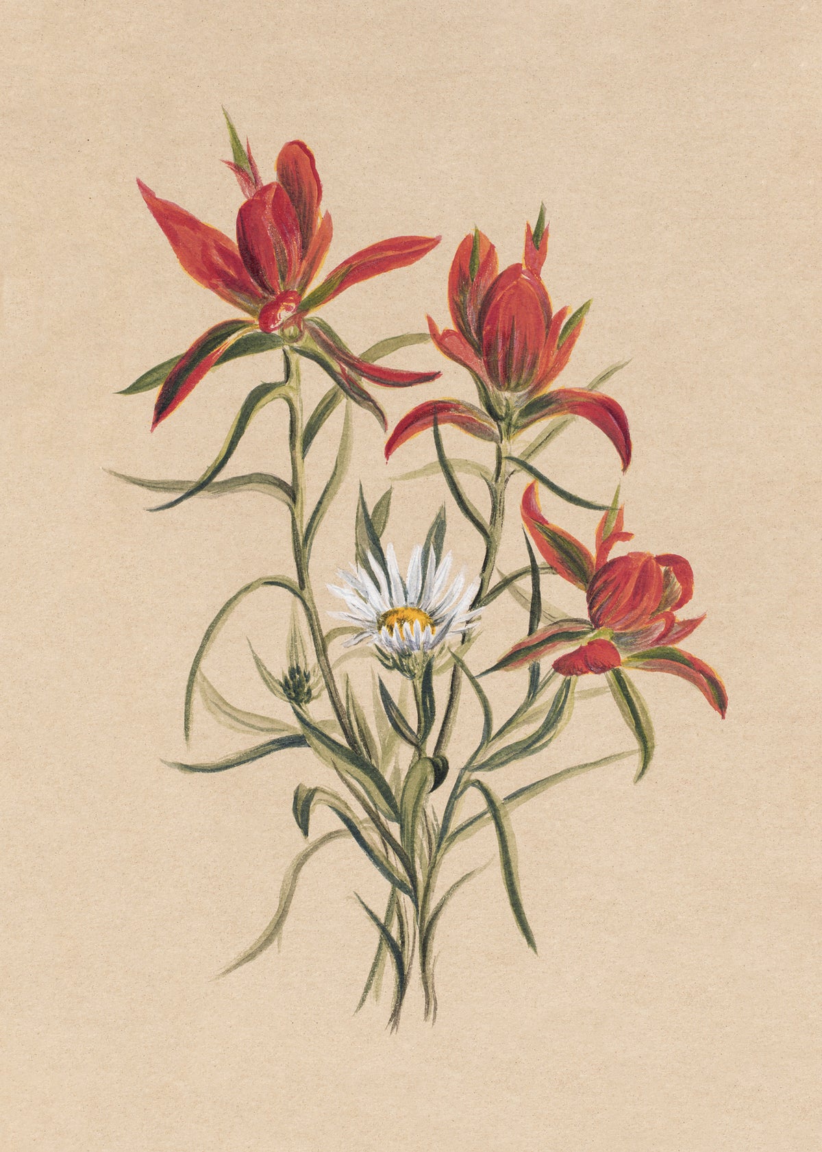 framedposter-print-indian-paintbrush-1883