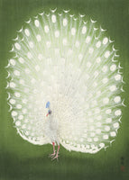 aluminium-print-peacock-50x70