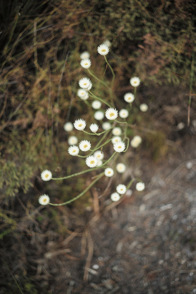 poster-print-petals-in-focus