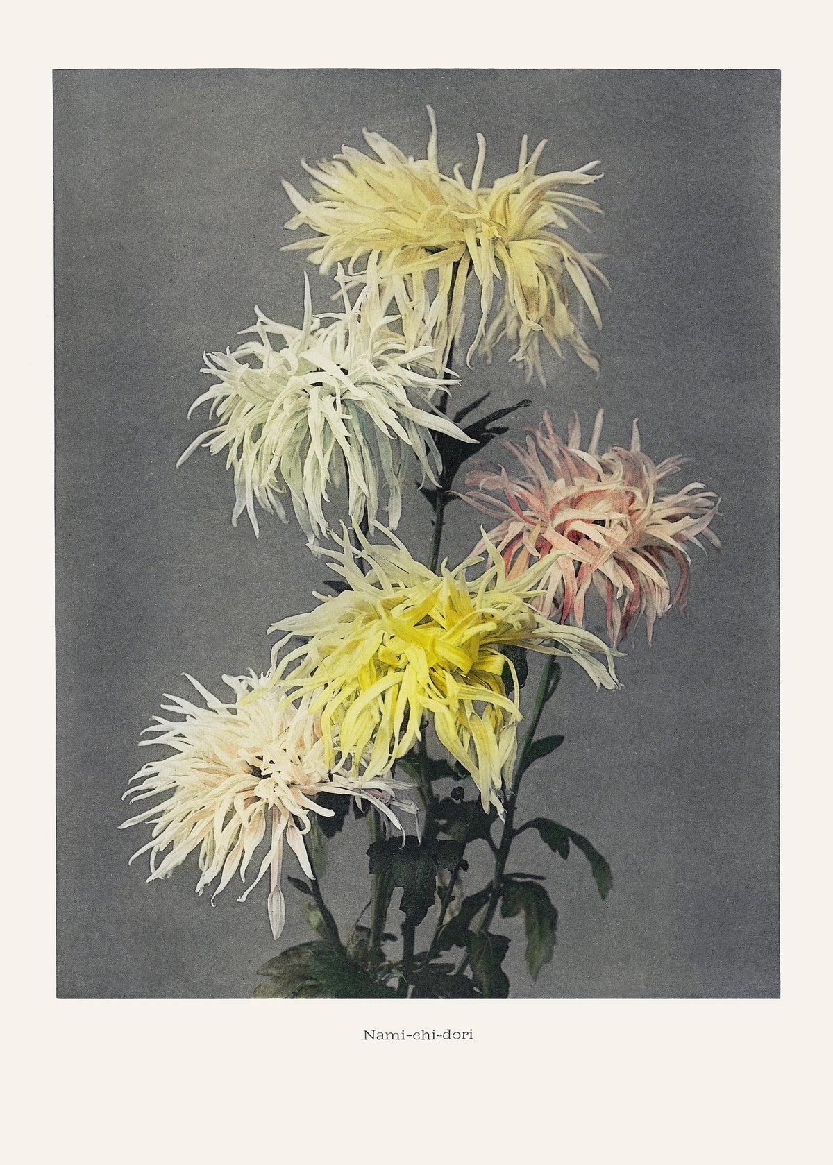 canvas-print-nami-chi-dori