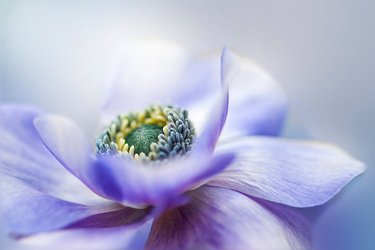 aluminium-print-anemone-de-caen-x