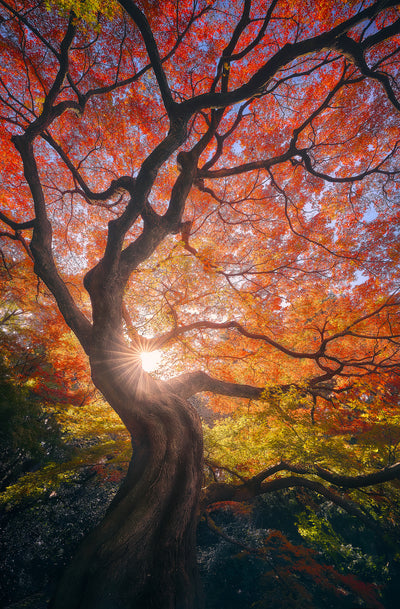 poster-print-the-japanese-tree