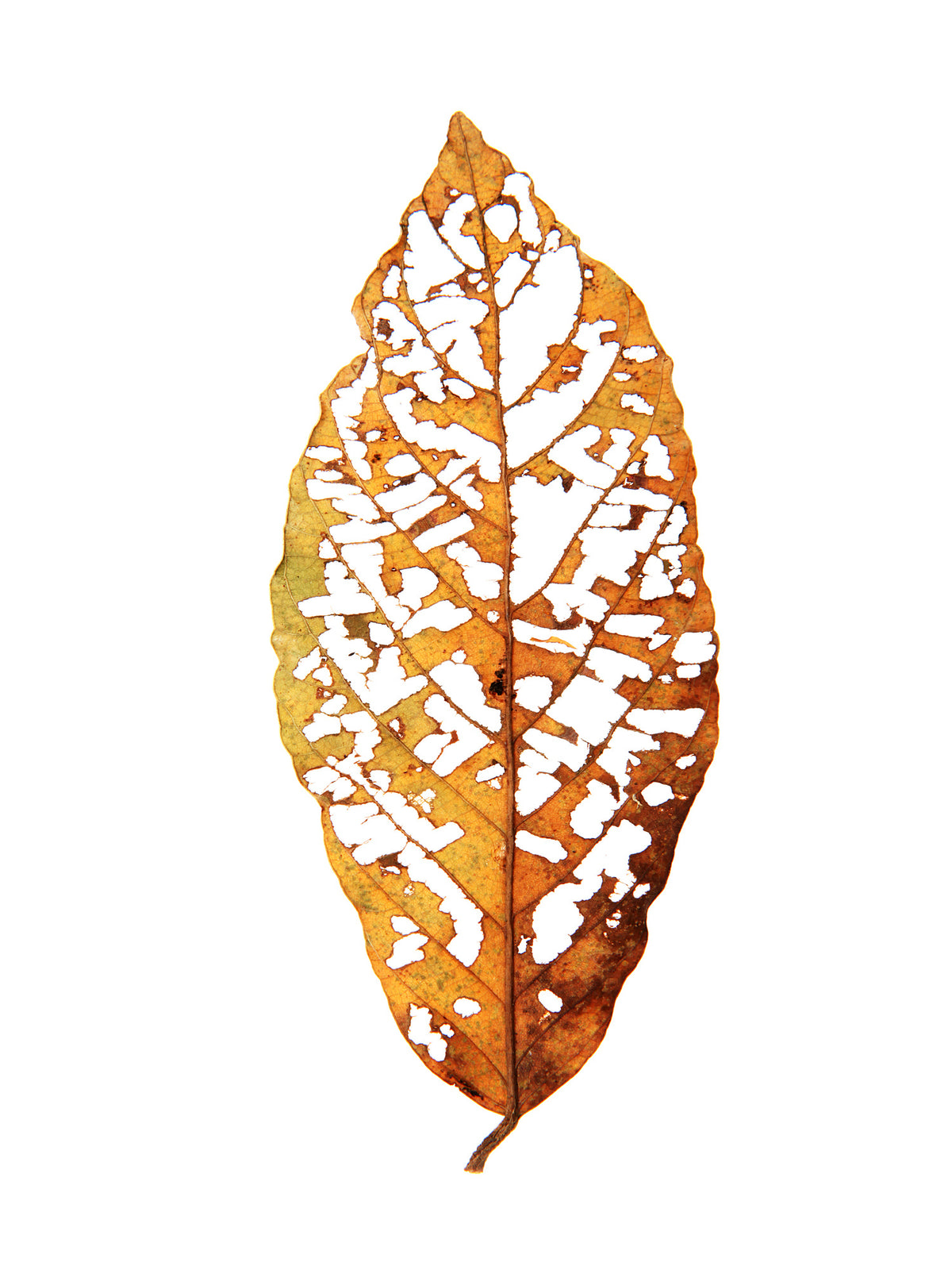 aluminium-print-leaf-skeleton-essence