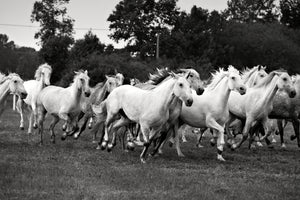 framedcanvas-print-the-mustang-herd