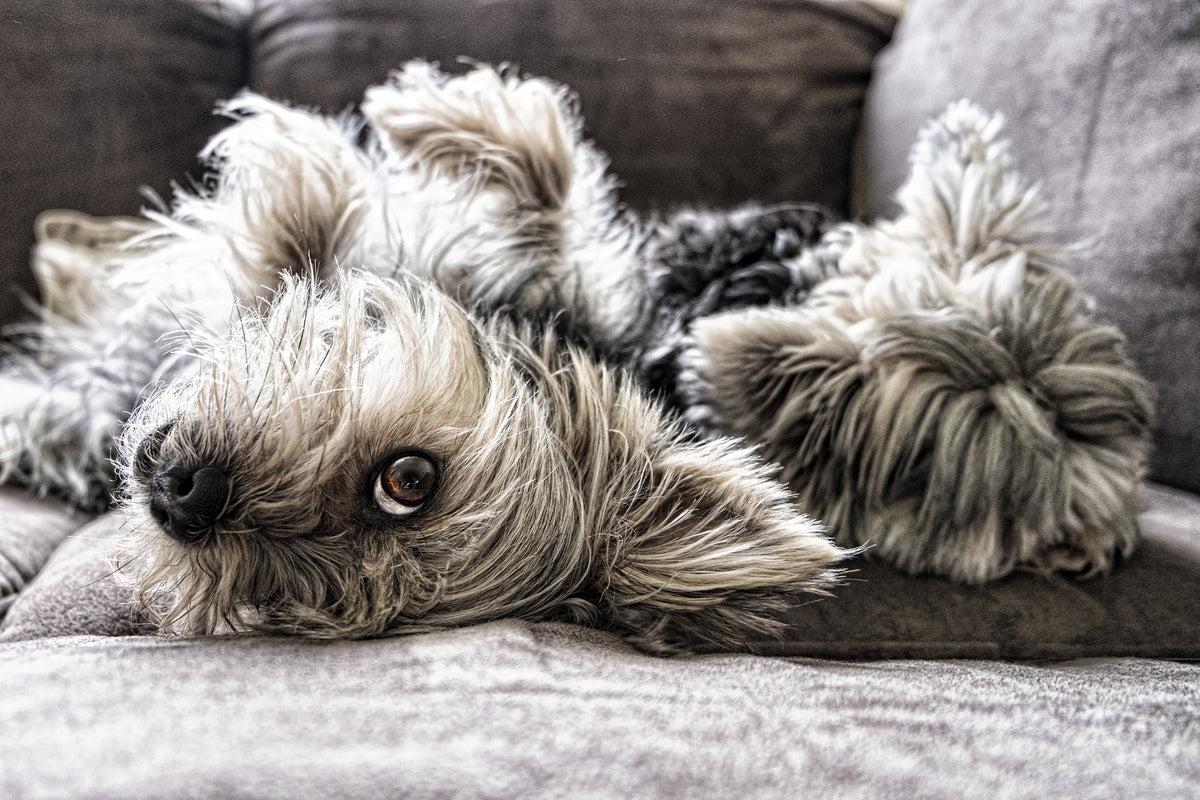 3-piece-aluminium-print-2-cute-dogs