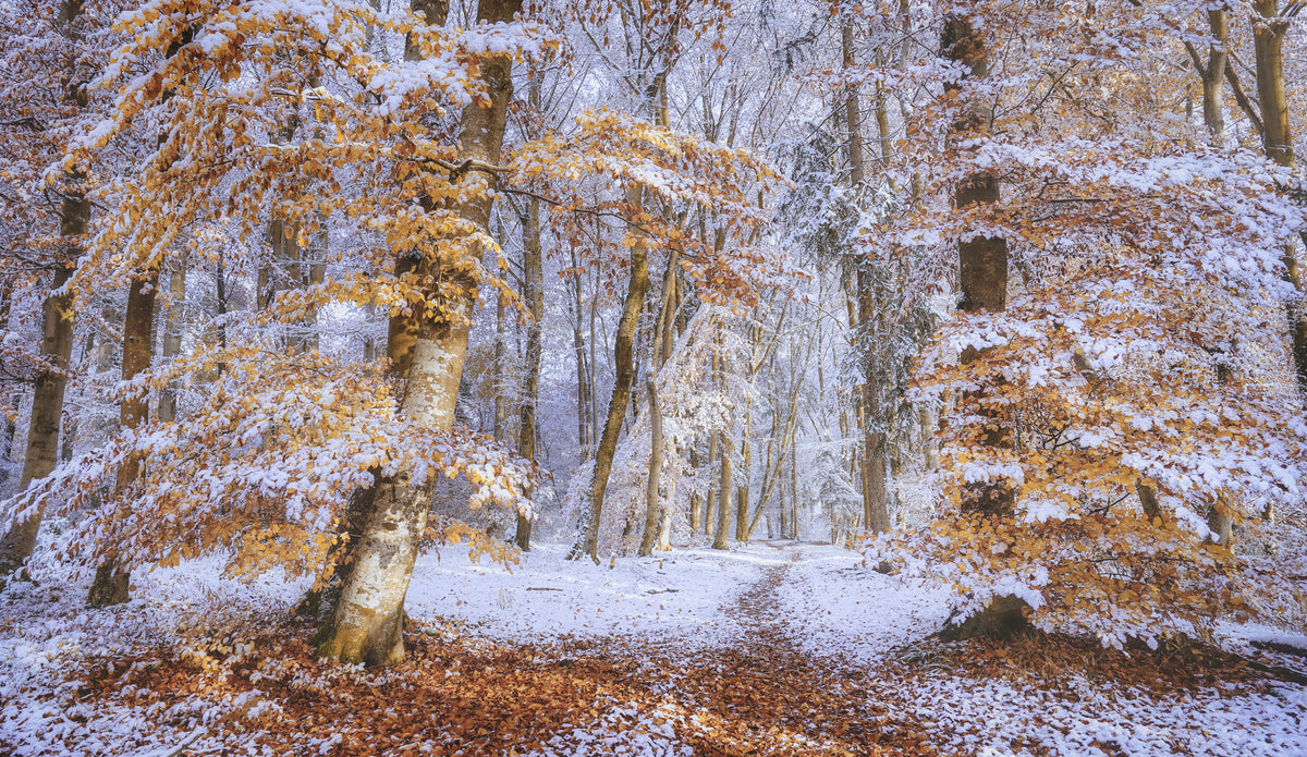 acrylic-print-early-snow