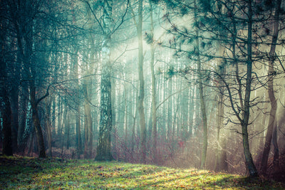 poster-print-pinewood