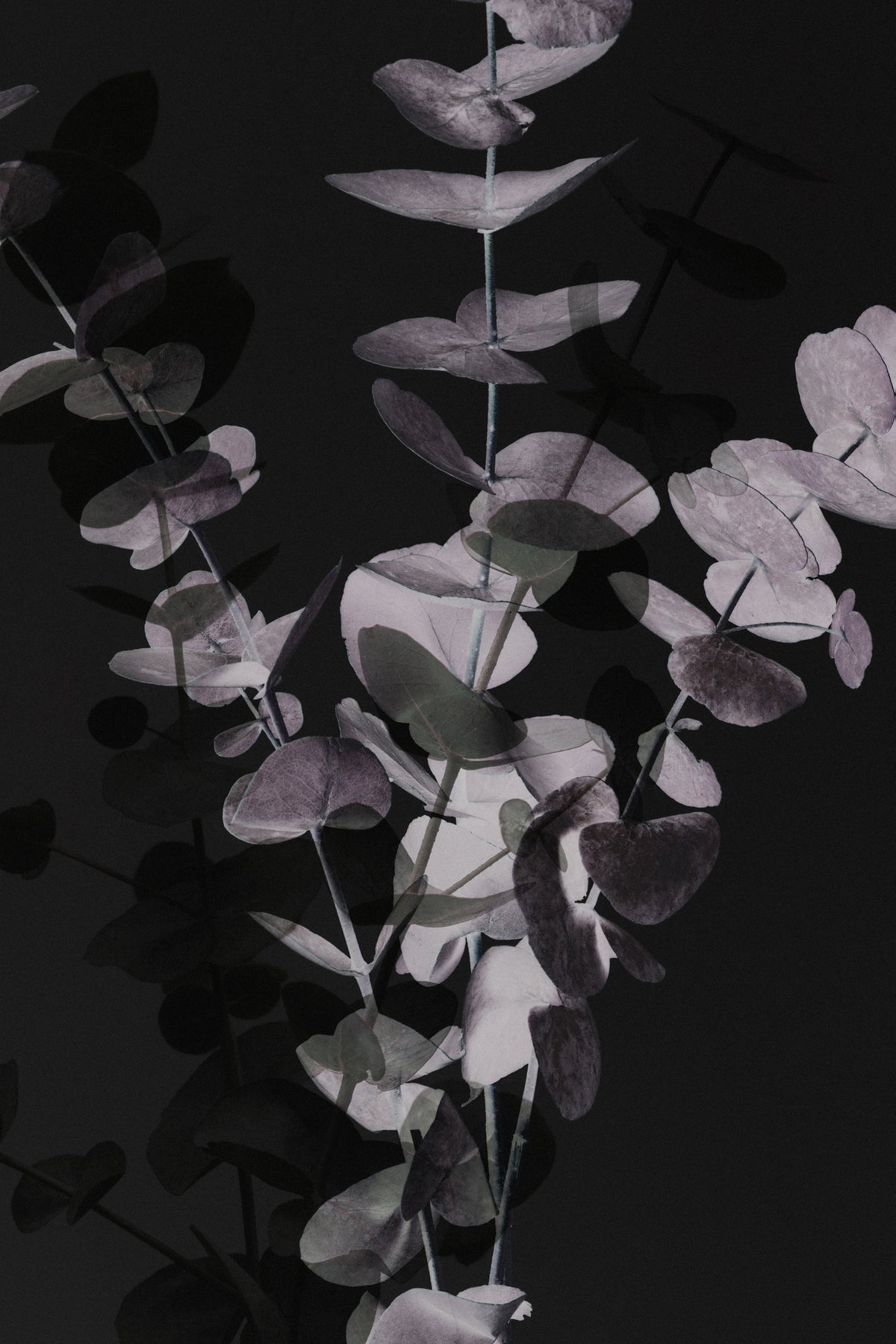 canvas-print-eucalyptus-negative-001