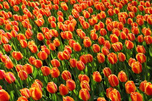 3-piece-acrylic-print-tulip-field-in-orange