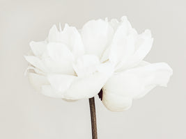 canvas-print-peony-11