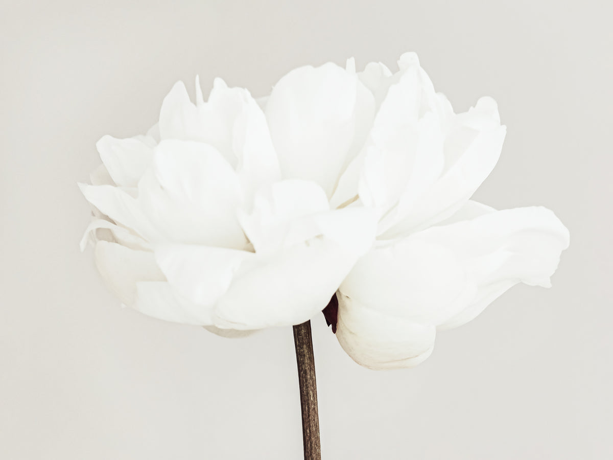 canvas-print-peony-11