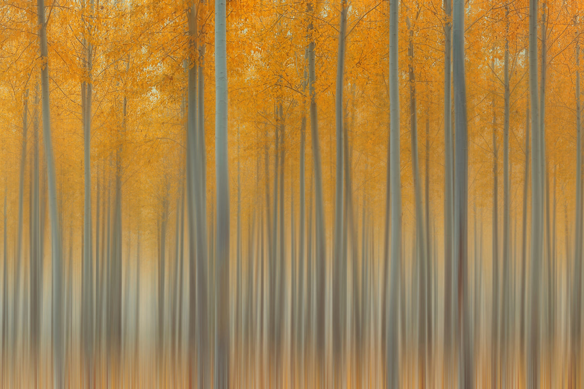 3-piece-canvas-print-autumn-delight-ii