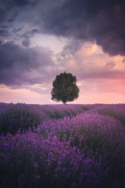 poster-print-lavender-fields-isparta