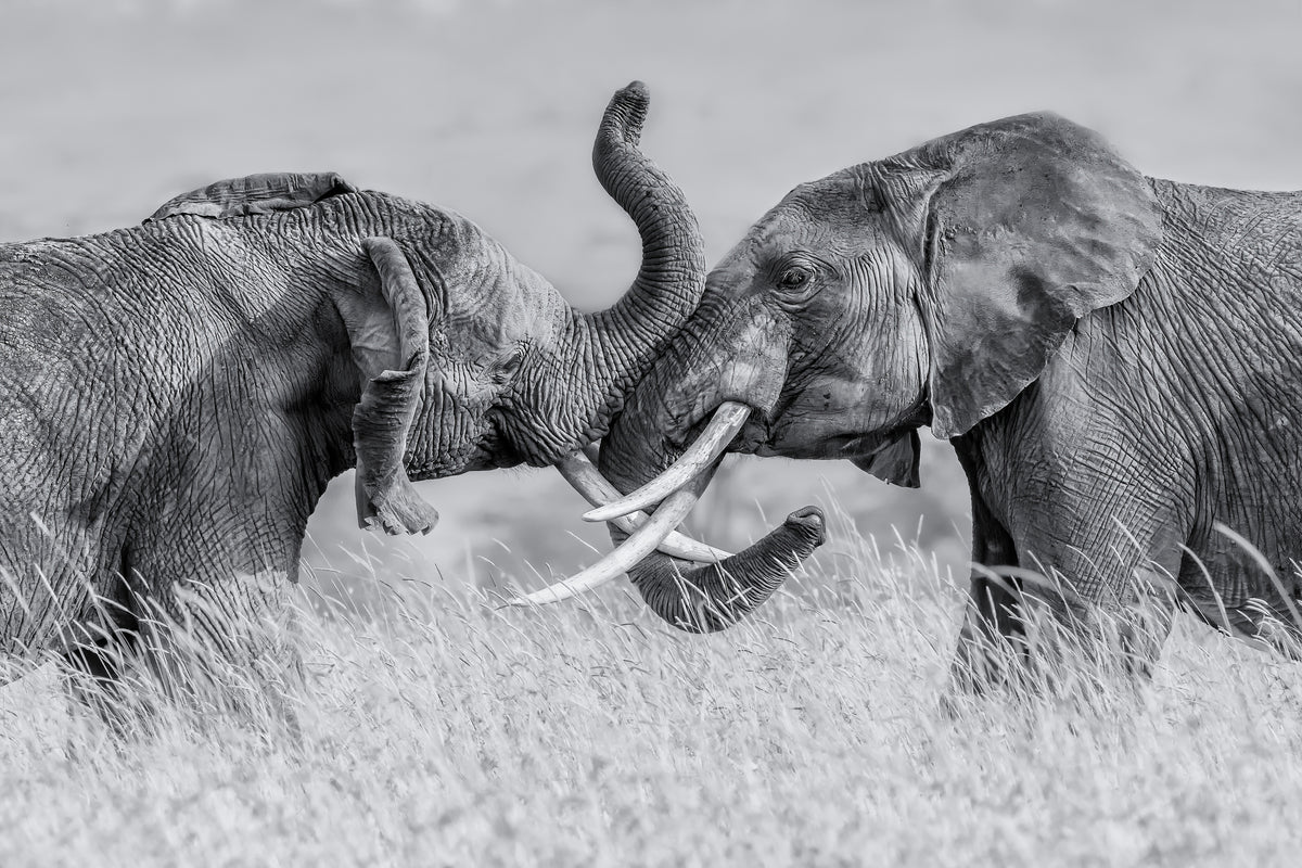 aluminium-print-elephant-qtai-chiq-x