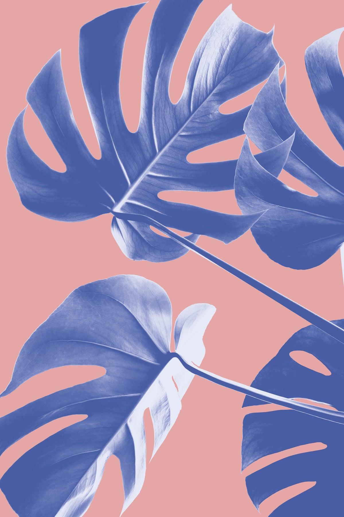 acrylic-print-monstera-purple-06