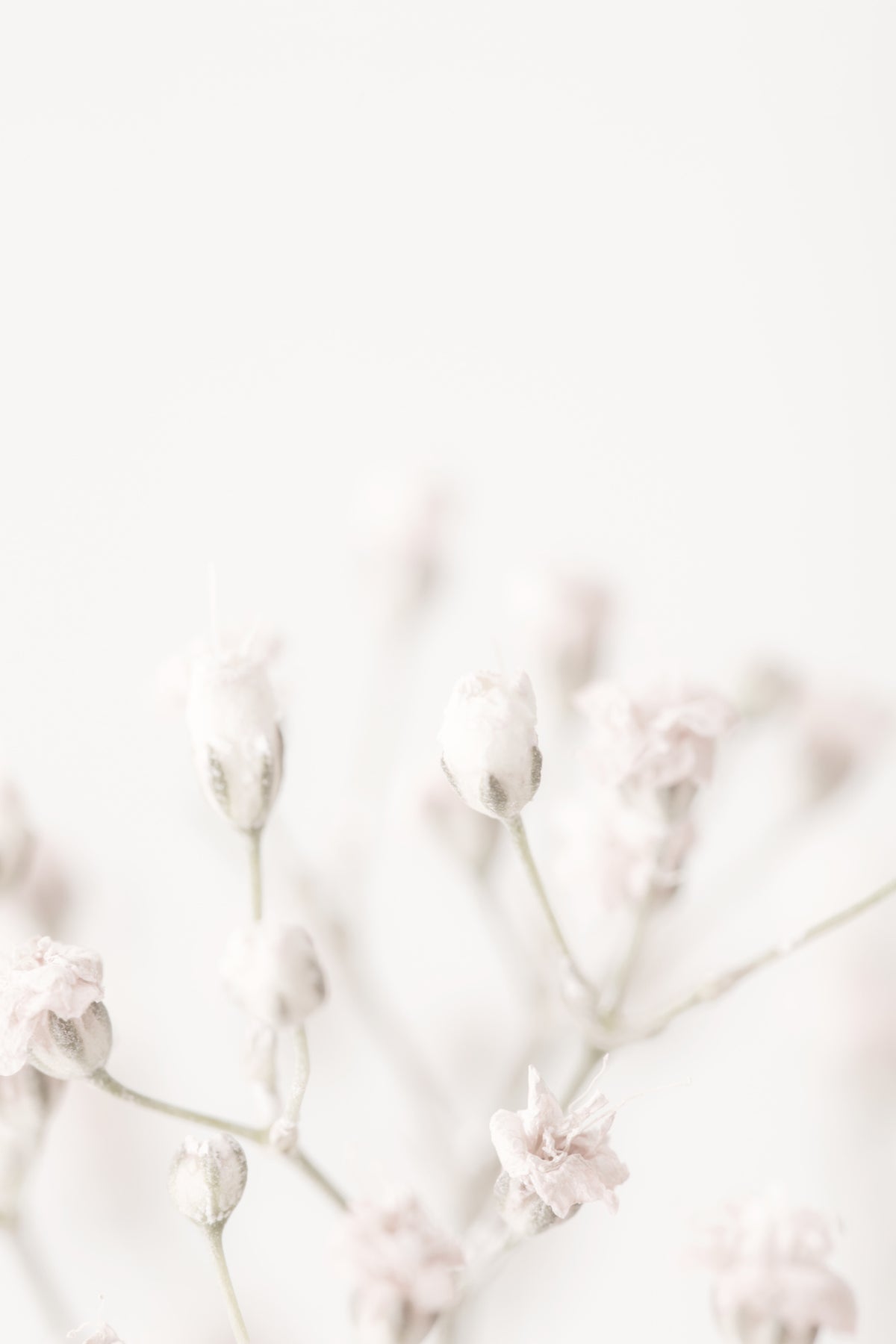 acrylic-print-pink-small-flowers