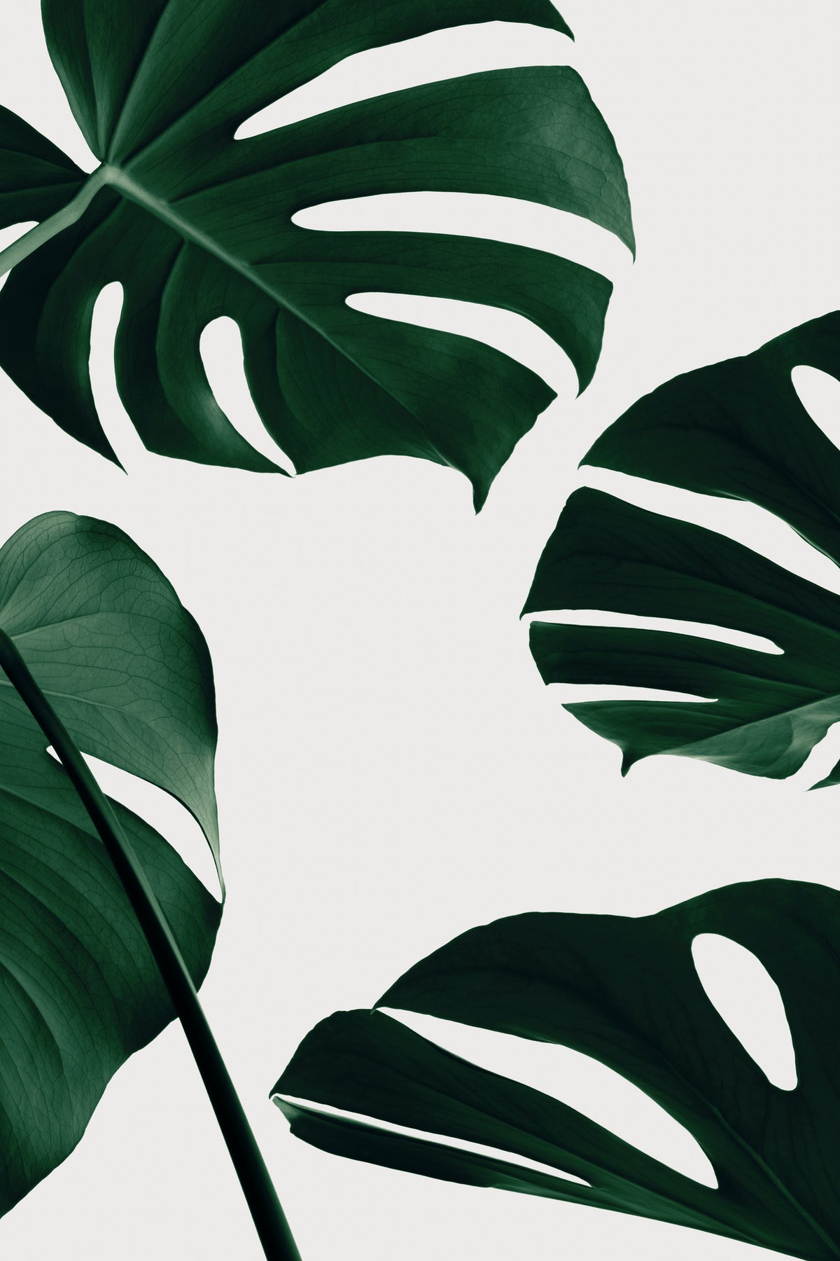 framedcanvas-print-monstera-natural-20