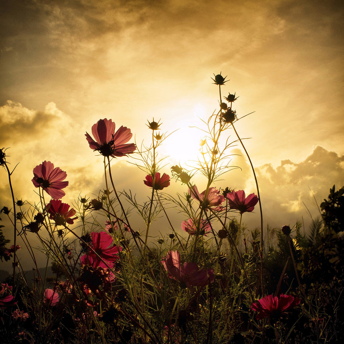 acrylic-print-watching-the-sun-x